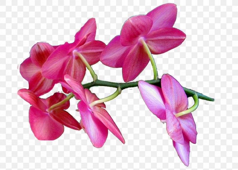 Moth Orchids Cut Flowers Plant Stem Petal Pink M, PNG, 2100x1500px, Moth Orchids, Cut Flowers, Flora, Flower, Flowering Plant Download Free