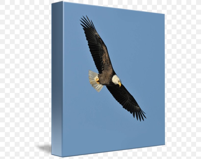 Bald Eagle Hawk Mountain Sanctuary Beak Condor, PNG, 541x650px, Bald Eagle, Accipitriformes, Beak, Bird, Bird Of Prey Download Free