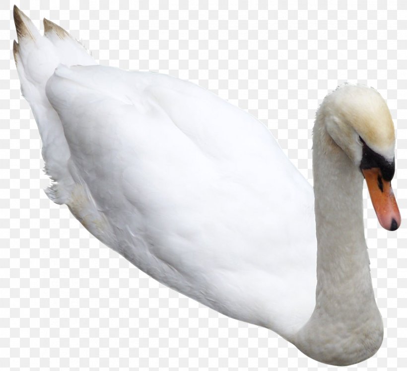 Cygnini Bird Duck Pelican, PNG, 1247x1137px, Cygnini, Beak, Bird, Digital Image, Duck Download Free