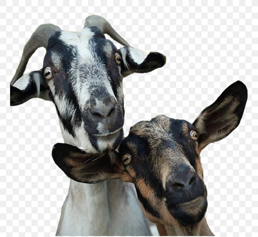 Goat Milk Goat Milk Goat Farming Cattle, PNG, 755x755px, Goat, Cattle, Cattle Like Mammal, Cow Goat Family, Farm Download Free