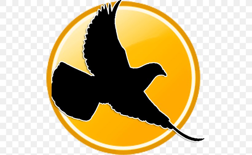 Racing Homer Columbidae Bird Pigeon Racing Pigeon Post, PNG, 518x505px, Racing Homer, Beak, Bird, Breed, Columbidae Download Free