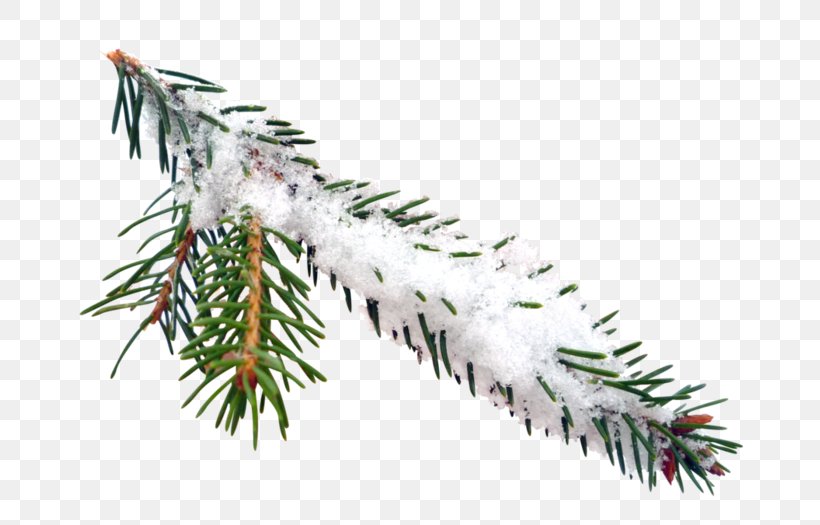 Spruce Photography New Year Snow, PNG, 699x525px, Spruce, American Larch, Balsam Fir, Blog, Branch Download Free