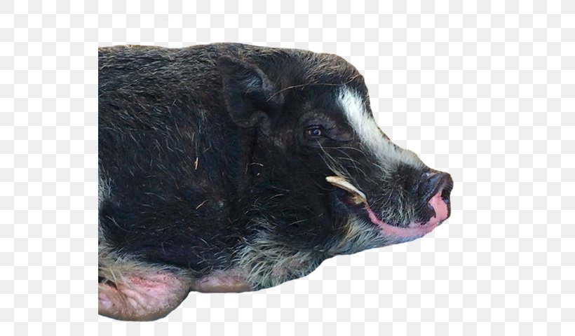 Wild Boar Fur Snout, PNG, 539x480px, Wild Boar, Fur, Livestock, Pig, Pig Like Mammal Download Free