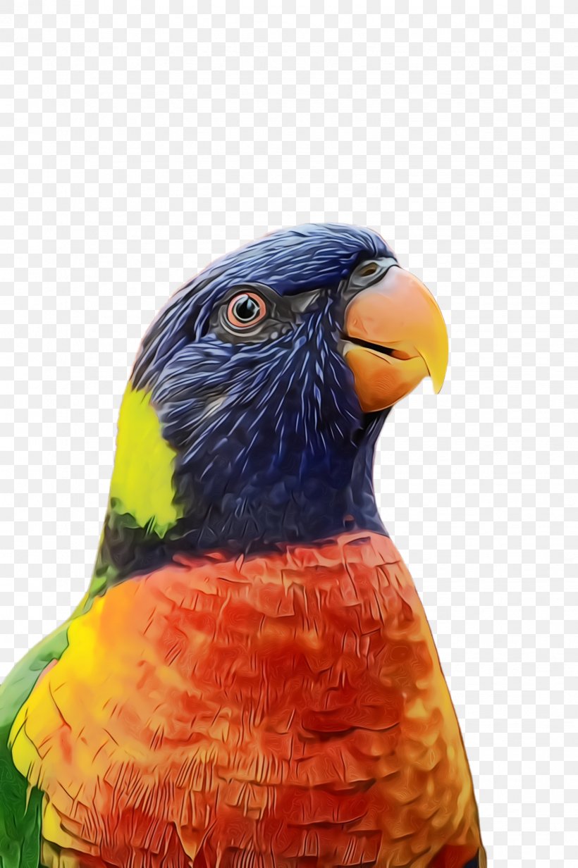 Bird Beak Parrot Close-up Lorikeet, PNG, 1632x2452px, Watercolor, Beak, Bird, Closeup, Lorikeet Download Free