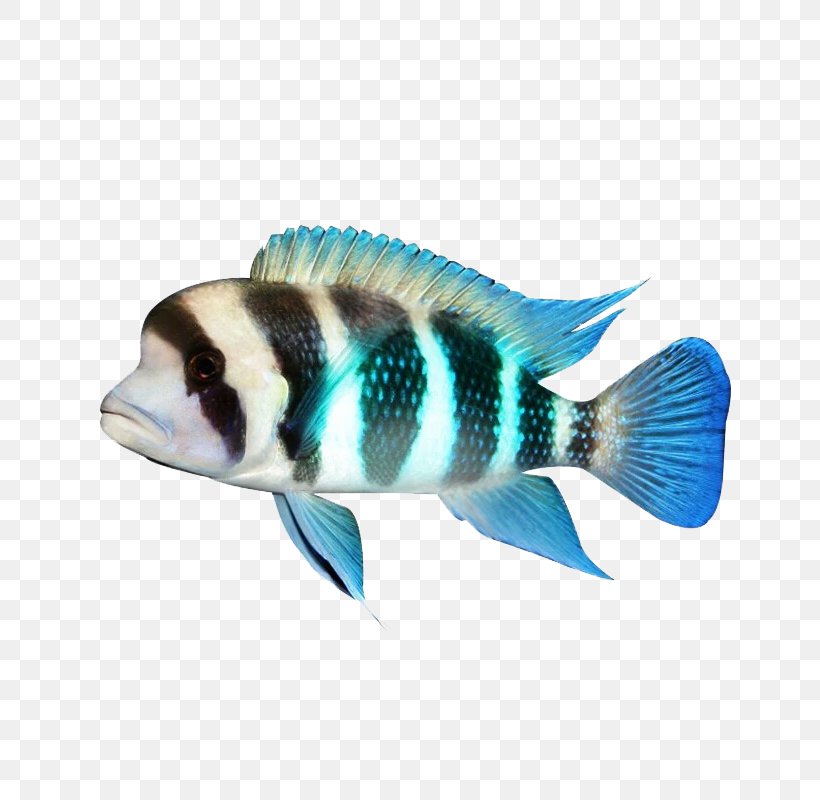 Fauna Tail Fish, PNG, 800x800px, Fauna, Blue, Electric Blue, Fish, Organism Download Free