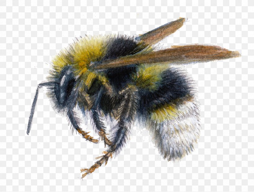 Insect Honey Bee Bombus Bohemicus Psithyrus Bombus Vestalis, PNG, 1200x910px, Insect, Apidae, Arthropod, Bee, Bombus Bohemicus Download Free