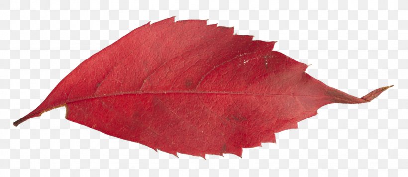 Leaf Petal, PNG, 1024x447px, Leaf, Petal, Plant, Red Download Free