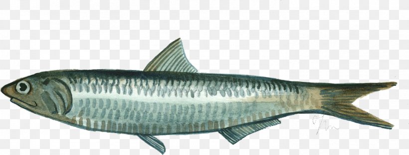 Sardine European Anchovy Oily Fish Mackerel, PNG, 1469x560px, Sardine, Animal, Animal Figure, Blue, Bony Fish Download Free