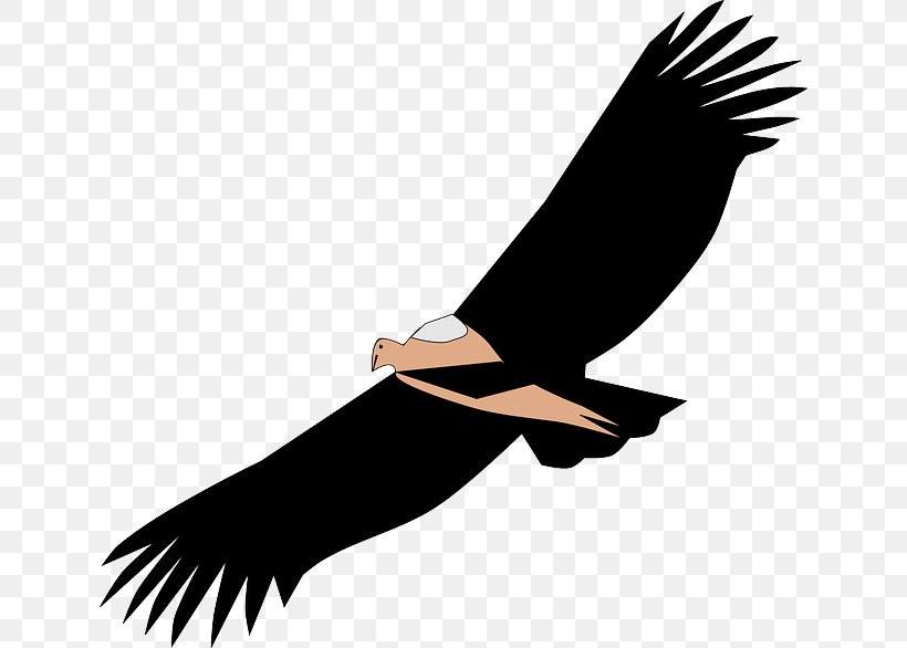 Bird Clip Art Vulture Vector Graphics, PNG, 640x586px, Bird, Accipitriformes, Beak, Bird Of Prey, Condor Download Free