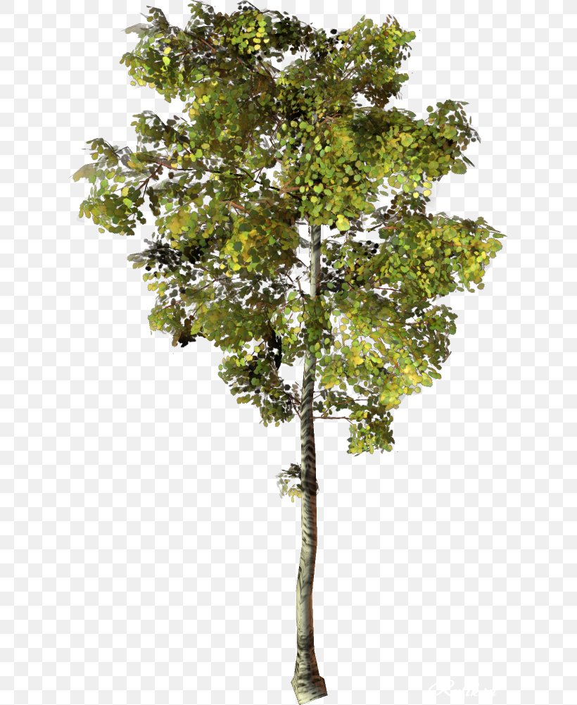Branch Tree Clip Art, PNG, 627x1001px, Branch, Architectural Rendering ...