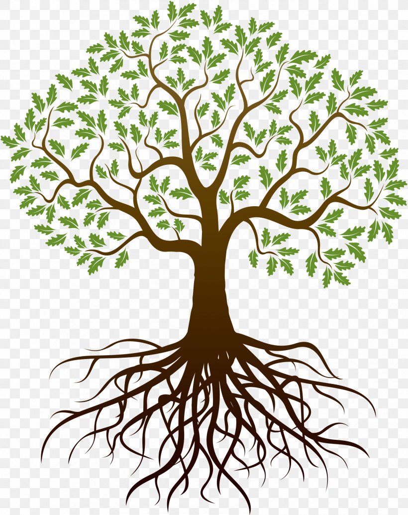 Drawing Tree Root, PNG, 1699x2143px, Drawing, Art, Artwork, Branch, Flora Download Free