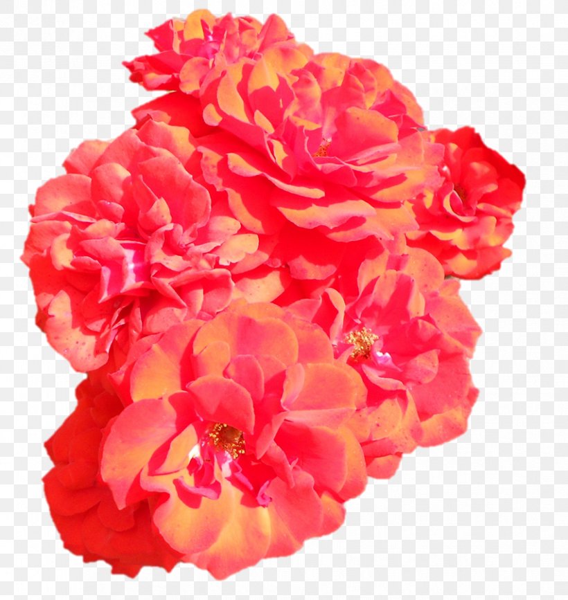 Floribunda Garden Roses Carnation Cut Flowers, PNG, 853x902px, Floribunda, Annual Plant, Artificial Flower, Begonia, Carnation Download Free