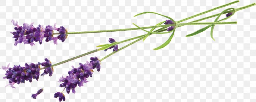 Lavender Flower Stock Photography Desktop Wallpaper Plant, PNG, 3220x1294px, Lavender, Body Jewelry, Branch, Color, Cut Flowers Download Free