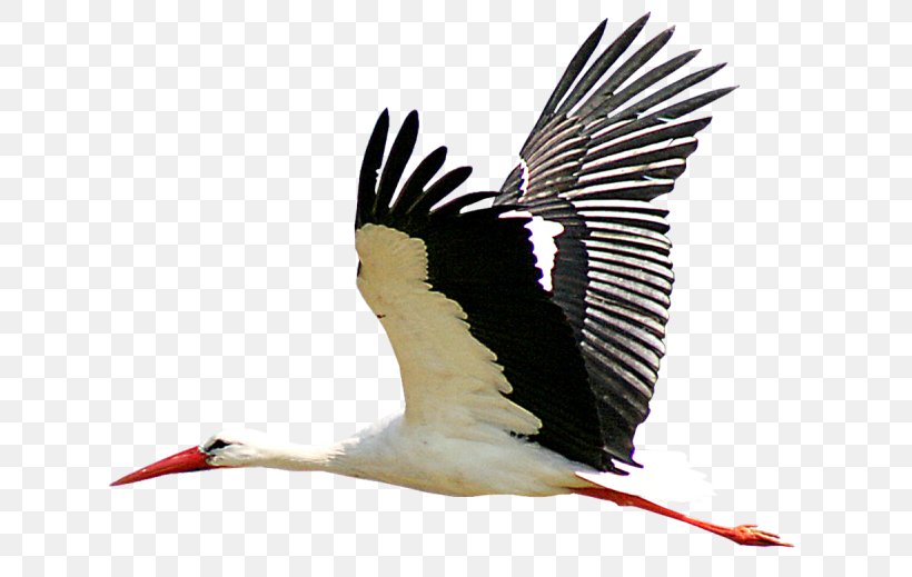 White Stork Crane Clip Art, PNG, 650x519px, White Stork, Beak, Bird, Ciconia, Ciconiiformes Download Free