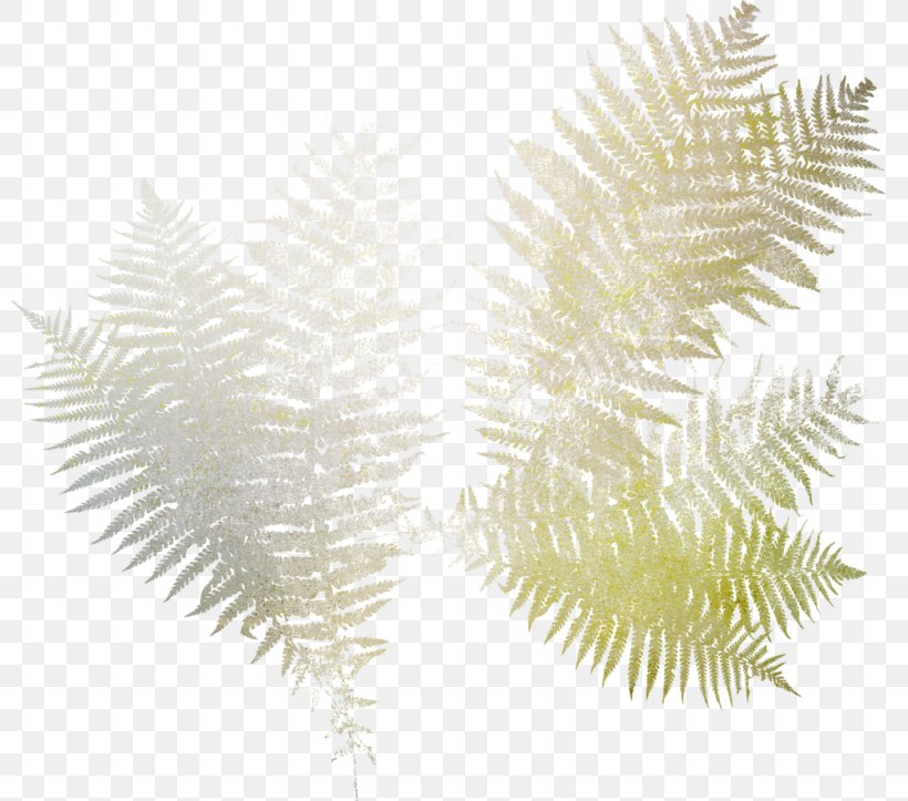 Adiantum Capillus-veneris Burknar Fern Vascular Plant Leaf, PNG, 800x723px, Adiantum Capillusveneris, Burknar, Drawing, Fern, Green Download Free
