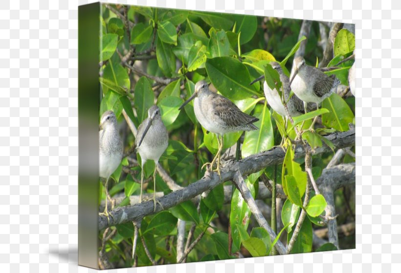 Bird Wren Passerine Fauna Flora, PNG, 650x560px, Bird, American Sparrows, Beak, Branch, Emberizidae Download Free
