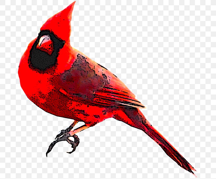 Cardinal Bird, PNG, 690x682px, Fauna, Beak, Bird, Cardinal, Feather Download Free