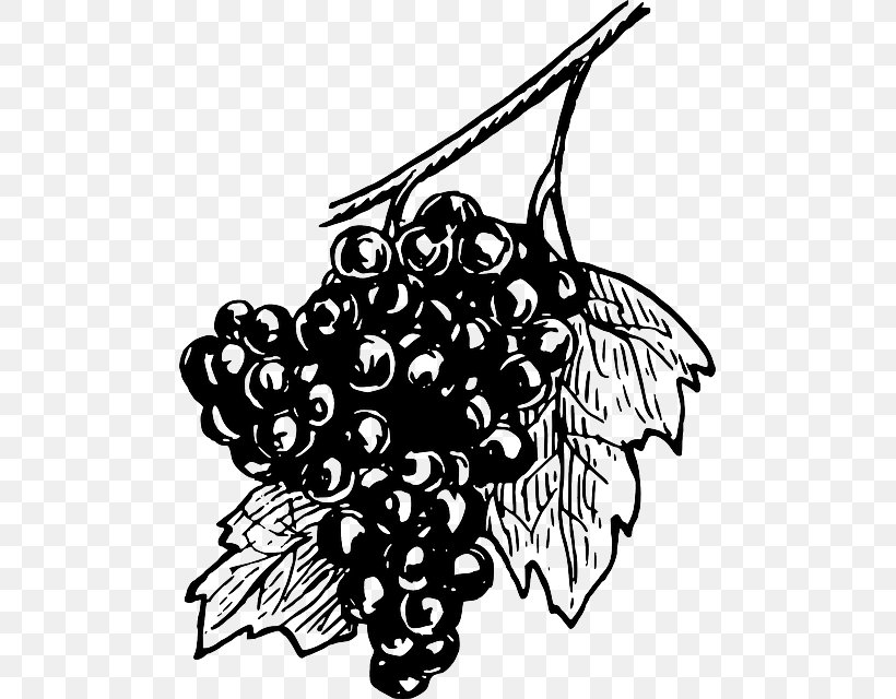 Common Grape Vine White Wine Concord Grape, PNG, 491x640px, Common Grape Vine, Art, Artwork, Black, Black And White Download Free