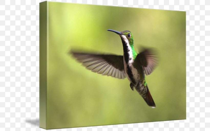 Hummingbird Fauna Pollinator Beak, PNG, 650x513px, Bird, Beak, Fauna, Hummingbird, Hummingbird M Download Free