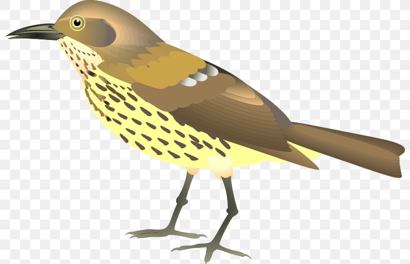 Lark Bird Sparrow Clip Art, PNG, 800x529px, Lark, Animal, Beak, Bird, Bird Flight Download Free