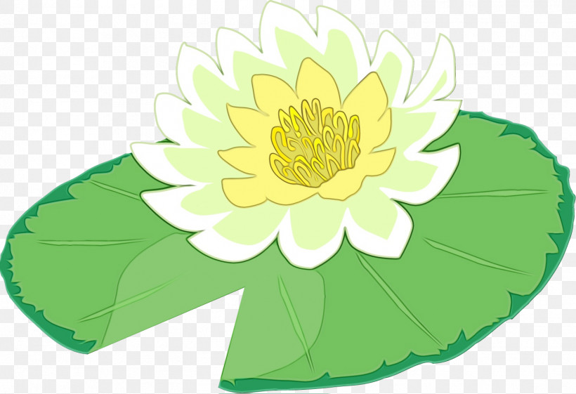 Lotus, PNG, 1501x1027px, Watercolor, Annual Plant, Aquatic Plant, Flower, Green Download Free