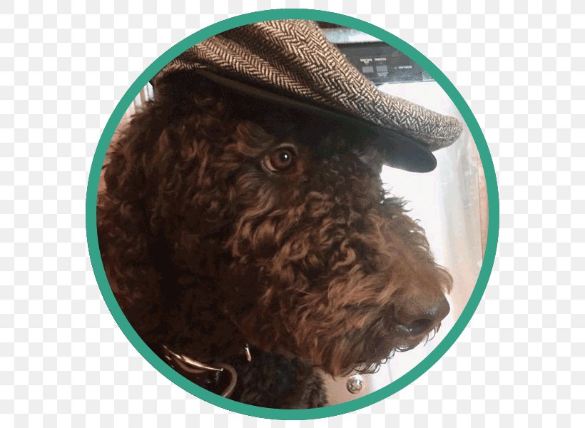 Spanish Water Dog Portuguese Water Dog Lagotto Romagnolo Barbet Irish Water Spaniel, PNG, 600x600px, Spanish Water Dog, Affenpinscher, American Water Spaniel, Barbet, Breed Download Free