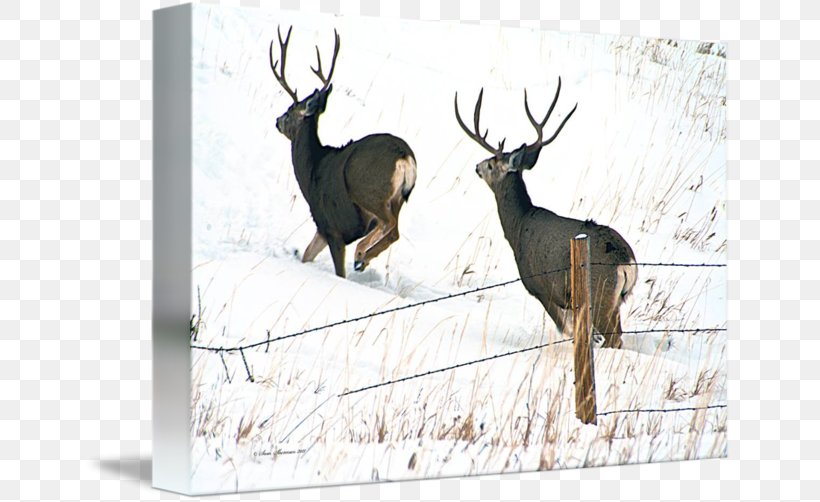 Elk Reindeer Antler Fauna Wildlife, PNG, 650x502px, Elk, Antler, Deer, Fauna, Mammal Download Free