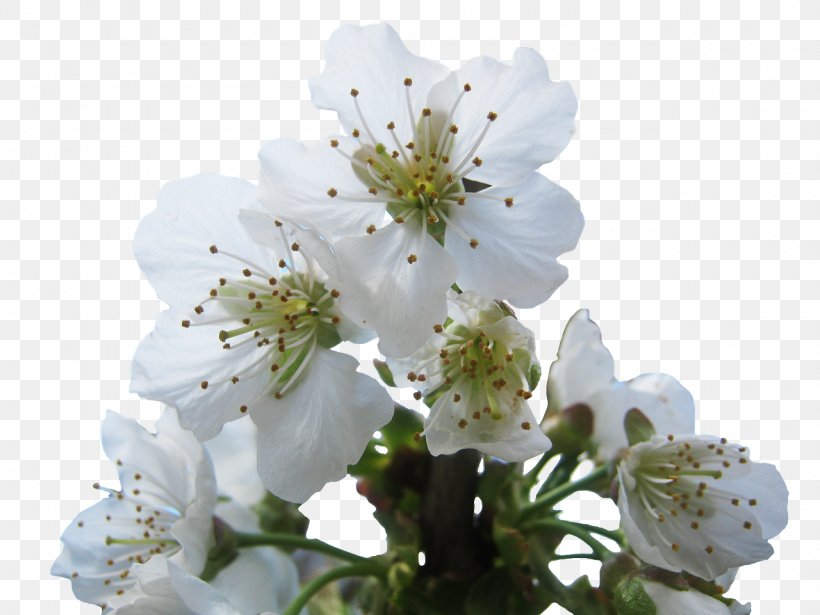 National Cherry Blossom Festival Brush, PNG, 1280x960px, National Cherry Blossom Festival, Blossom, Branch, Brush, Cherry Blossom Download Free