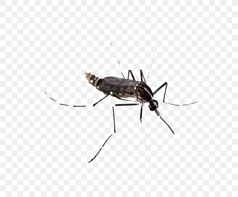 Ant Cartoon, PNG, 680x680px, Mosquito, Ant, Carpenter Ant, Cdc, Chikungunya Virus Download Free