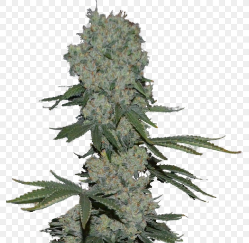 Autoflowering Cannabis Seed Grow Shop Hemp, PNG, 800x800px, Cannabis, Autoflowering Cannabis, Black Rose, Cannabidiol, Enemy Of The State Download Free