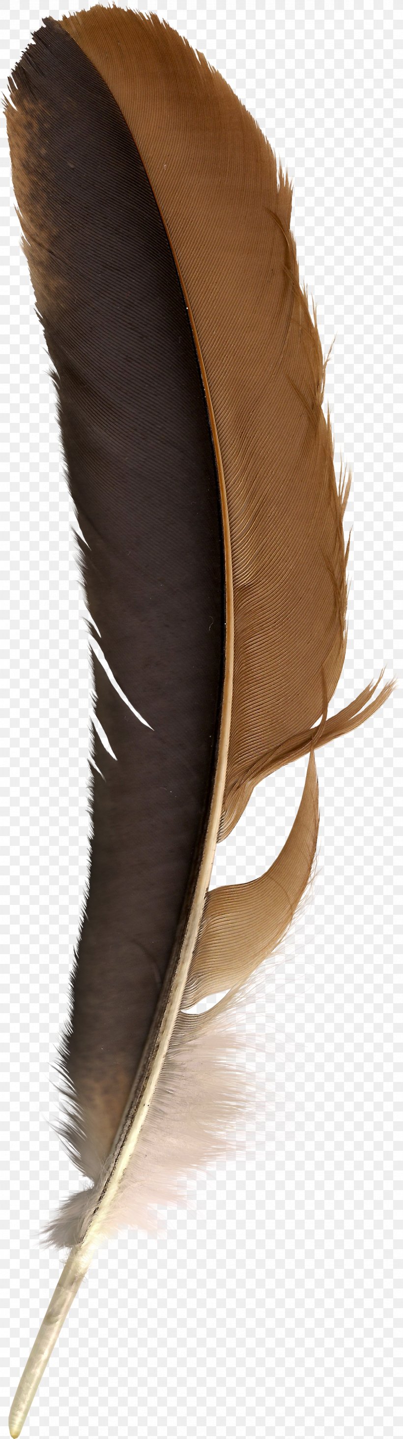 Feather Bird Quill Clip Art, PNG, 1182x4219px, Feather, Bird, Database, File Size, Film Download Free