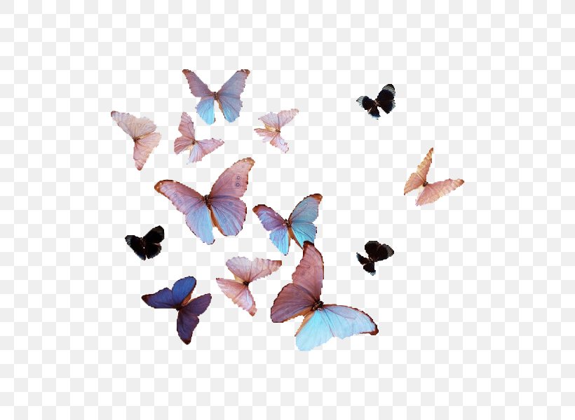 Good Feeling Truth Being Happiness, PNG, 600x600px, Good, Being, Butterfly, Choice, Feeling Download Free