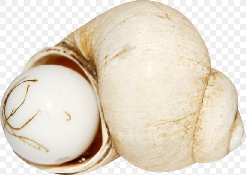 Pearl Seashell, PNG, 1200x854px, Pearl, Caracol, Conch, Designer, Ingredient Download Free