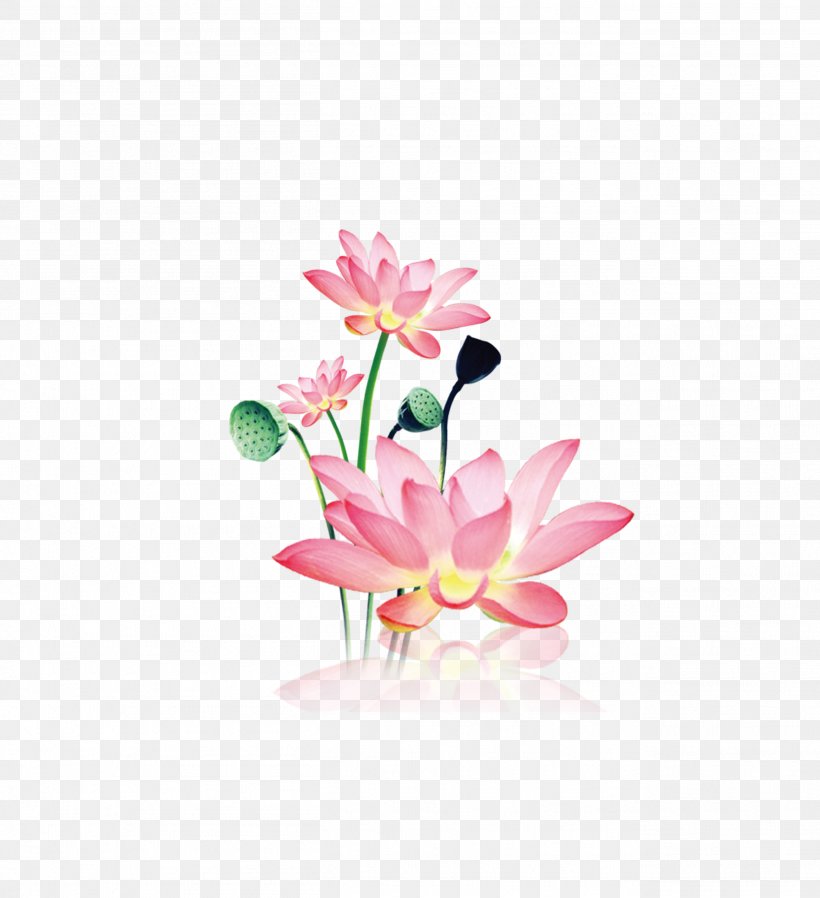Sacred Lotus Image Photography Watercolor Painting Illustration, PNG, 2611x2861px, Sacred Lotus, Anthurium, Aquatic Plant, Artificial Flower, Botany Download Free
