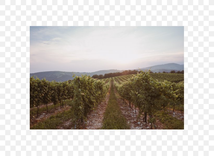 Valpolicella Red Wine Amarone Italian Wine, PNG, 591x600px, Valpolicella, Accordini Igino Winery, Agriculture, Alcoholic Drink, Amarone Download Free