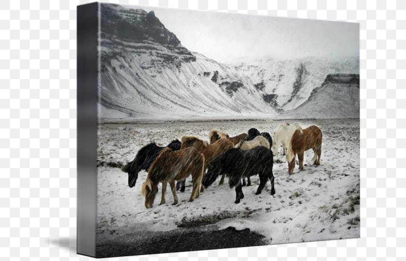 Cattle Mustang Sheep Herd Stock Photography, PNG, 650x528px, 2019 Ford Mustang, Cattle, Arctic, Cattle Like Mammal, Cow Goat Family Download Free