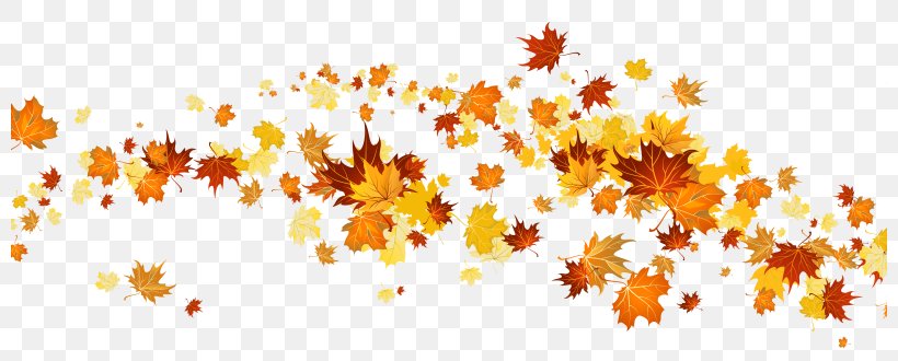 Clip Art, PNG, 800x330px, Autumn Leaf Color, Autumn, Branch, Image File Formats, Leaf Download Free