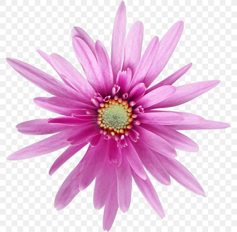Flower Photography Common Daisy Dahlia, PNG, 779x800px, Flower, Annual Plant, Aster, Chrysanthemum, Chrysanths Download Free