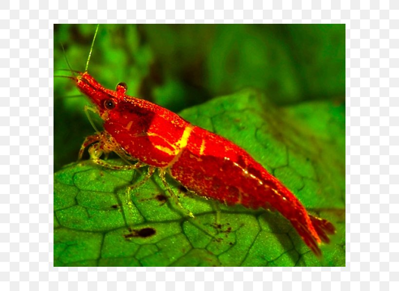 Insect Pest, PNG, 600x600px, Insect, Invertebrate, Membrane Winged Insect, Organism, Pest Download Free