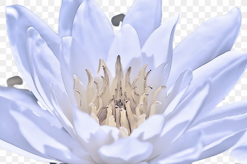 White Petal Flower Plant Water Lily, PNG, 2448x1632px, White, Flower, Hedgehog Cactus, Petal, Plant Download Free
