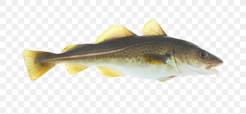 Atlantic Cod Pollock Fish Haddock, PNG, 700x383px, Atlantic Cod, Barramundi, Bass, Bony Fish, Cod Download Free