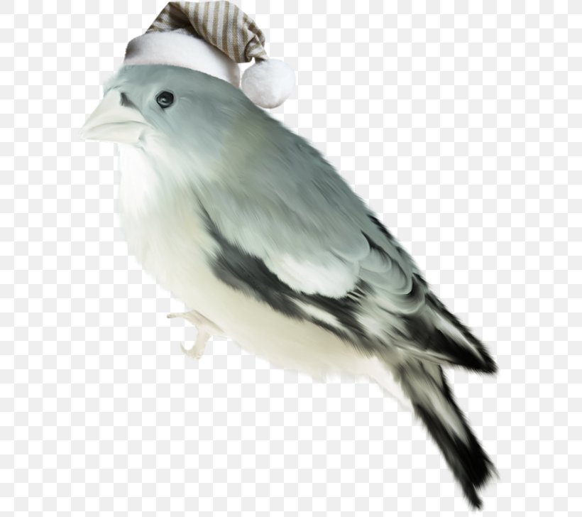 Bird Winter Clip Art, PNG, 600x728px, Bird, Beak, Crosscountry Skiing, Cuculiformes, Emberizidae Download Free