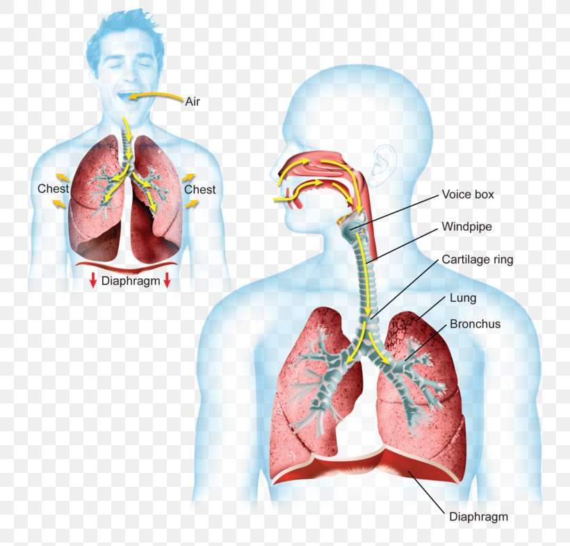 Breathing Thoracic Diaphragm Lung Respiratory System Carbon Dioxide