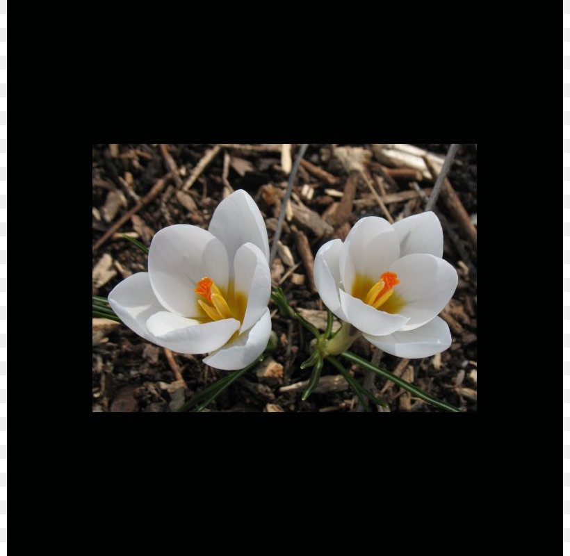 Crocus, PNG, 800x800px, Crocus, Flower, Flowering Plant, Petal, Plant Download Free