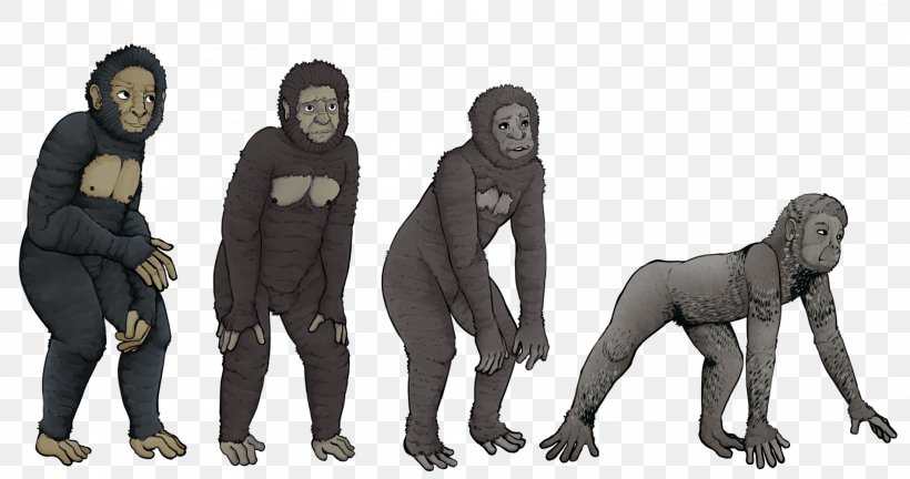 Gorilla Chimpanzee Primate Homo Sapiens Proconsul, PNG, 1898x1000px, Gorilla, Aegyptopithecus, Animal, Ape, Art Download Free