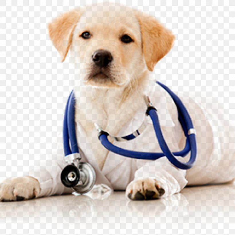 Dog Cat Veterinarian Pet Health Care, PNG, 1005x1008px, Dog, Carnivoran, Cat, Companion Dog, Dog Breed Download Free
