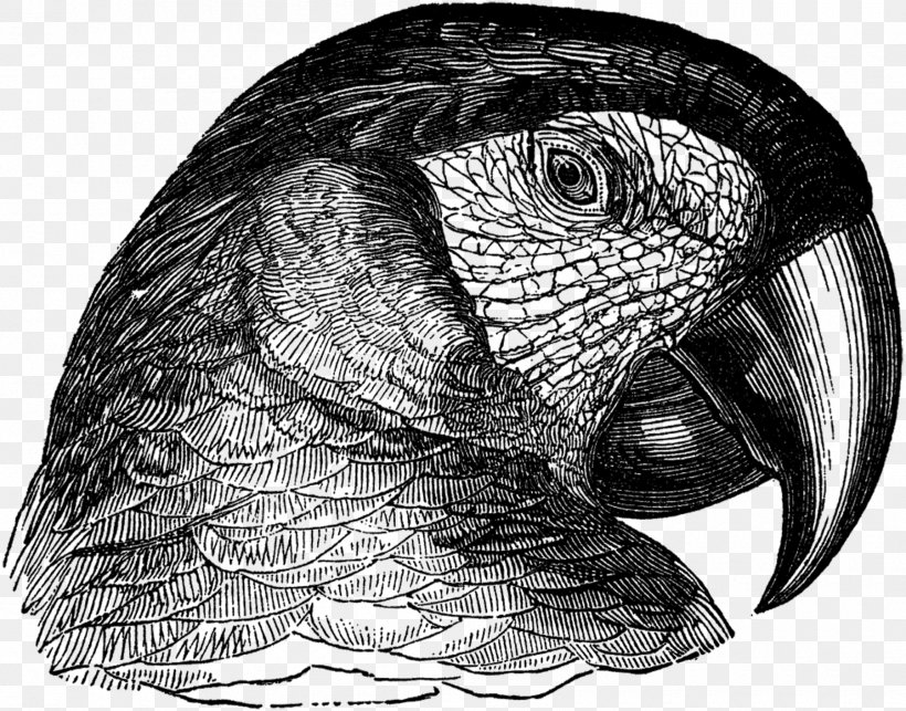 Owl Parrot Beak Drawing /m/02csf, PNG, 1800x1412px, Owl, Beak, Bird, Bird Of Prey, Black And White Download Free