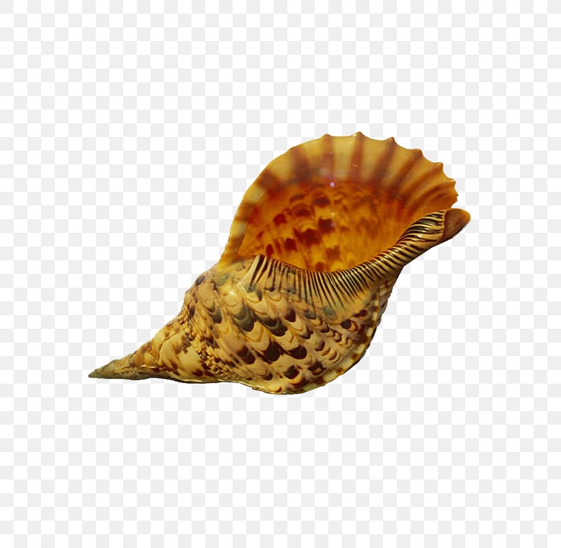 Shore Gastropods Seashell Conch, PNG, 800x800px, Shore, Beach, Caracol, Conch, Conchology Download Free