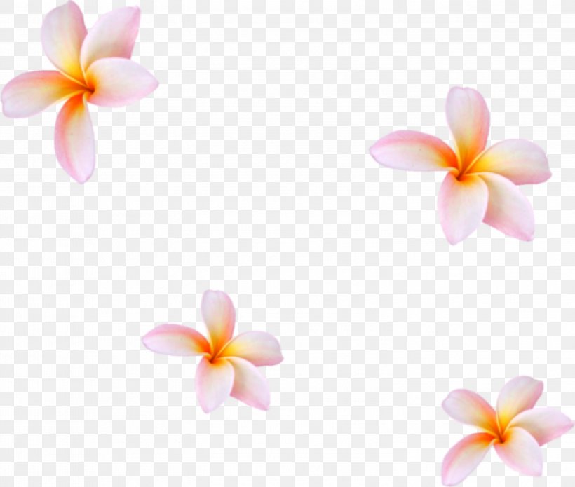Frangipani Petal Flower Pink Plant, PNG, 2999x2543px, Frangipani, Flower, Petal, Pink, Plant Download Free