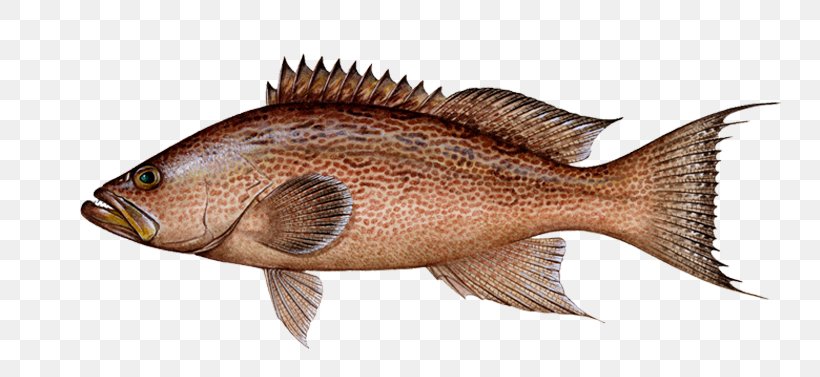 Northern Red Snapper Fishing Vermilion Snapper Red Drum, PNG, 800x377px, Northern Red Snapper, Animal Source Foods, Barramundi, Blackfin Snapper, Common Snappers Download Free